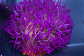 * Long Tentacle Anemone: Purple