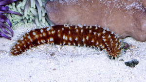 * Tiger Tail Cucumber
