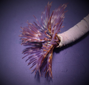 * Feather Duster