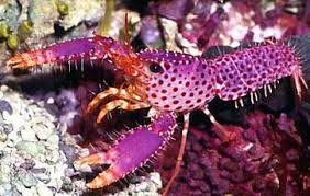 * Purple Lobster
