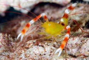 * Gold Coral Banded Shrimp
