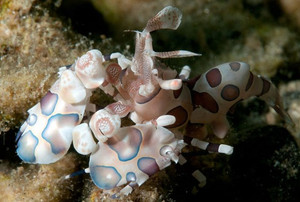 * Harlequin Shrimp