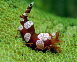 * Sexy Shrimp