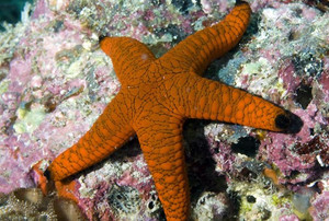 * Red Fromia Starfish