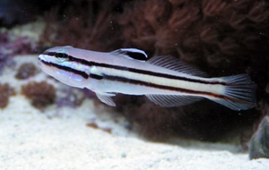 + Railway Sleeper Goby