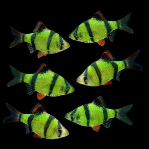 * GloFish Tiger Barb *LOCAL ONLY, NO OUT OF STATE SHIPPING
