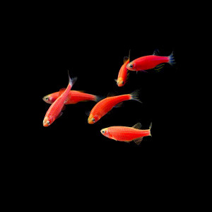 * GloFish® Zebra Danio *LOCAL ONLY, NO OUT OF STATE SHIPPING