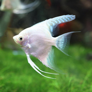 * Platinum Angelfish *LOCAL ONLY, NO OUT OF STATE SHIPPING