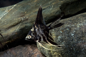 * Marble Angelfish *LOCAL ONLY, NO OUT OF STATE SHIPPING