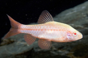 *Albino Cherry Barb *LOCAL ONLY, NO OUT OF STATE SHIPPING