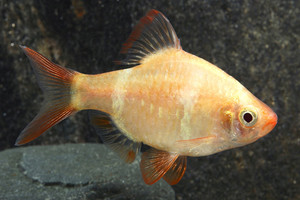 * Albino Tiger Barb *LOCAL ONLY, NO OUT OF STATE SHIPPING