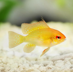 * German Gold Ram *LOCAL ONLY, NO OUT OF STATE SHIPPING
