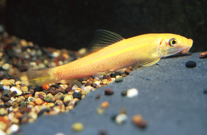 * Gold Algae Eater *LOCAL ONLY, NO OUT OF STATE SHIPPING