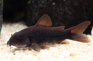 * Black Venezuelan Cory *LOCAL ONLY, NO OUT OF STATE SHIPPING