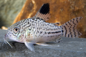* Julii Cory *LOCAL ONLY, NO OUT OF STATE SHIPPING
