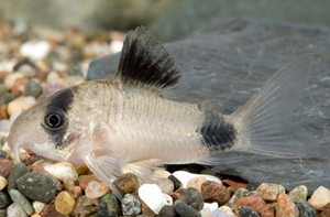 * Panda Cory *LOCAL ONLY, NO OUT OF STATE SHIPPING
