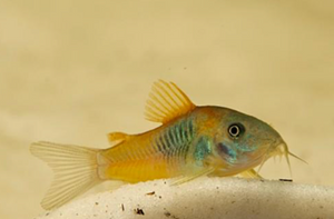 * Red Sailfin Venezuelan Cory *LOCAL ONLY, NO OUT OF STATE SHIPPING