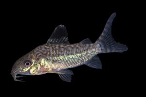* Reticulated Cory *LOCAL ONLY, NO OUT OF STATE SHIPPING