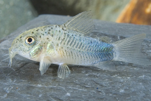 * Smudge Pot Cory *LOCAL ONLY, NO OUT OF STATE SHIPPING