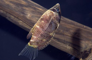 * Chocolate Gourami *LOCAL ONLY, NO OUT OF STATE SHIPPING