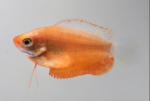 * Honey Red Dwarf Gourami *LOCAL ONLY, NO OUT OF STATE SHIPPING
