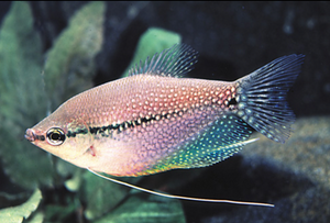 * Pearl Gourami *LOCAL ONLY, NO OUT OF STATE SHIPPING