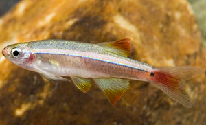 * Longfin White Cloud *LOCAL ONLY, NO OUT OF STATE SHIPPING