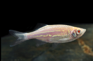 * Gold Giant Danio *LOCAL ONLY, NO OUT OF STATE SHIPPING