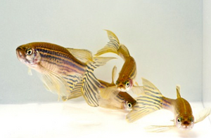 * Long Fin Zebra Danio
