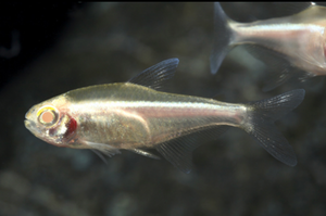 * Black Neon Albino *LOCAL ONLY, NO OUT OF STATE SHIPPING