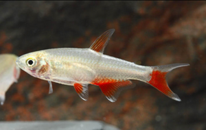 * Bloodfin Tetra *LOCAL ONLY, NO OUT OF STATE SHIPPING