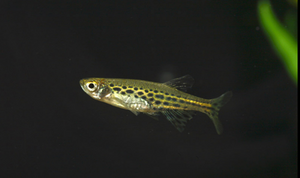 * Gold Ring Burmese Danio *LOCAL ONLY, NO OUT OF STATE SHIPPING