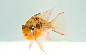 * Bolivian Ram *LOCAL ONLY, NO OUT OF STATE SHIPPING