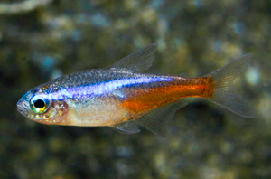 * Neon Tetra *LOCAL ONLY, NO OUT OF STATE SHIPPING