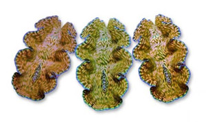 * Derasa Clam  1.5" Inch