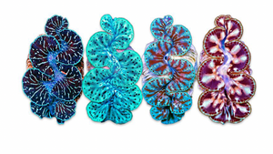 * Maxima Clam: Ultra Grade 1.5 Inch