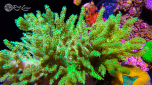 Neon Spaghetti Leather Coral