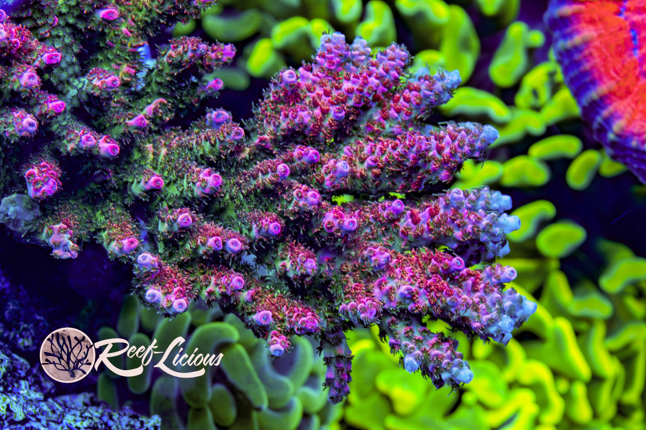 Red Planet Acropora - Reef-Licious
