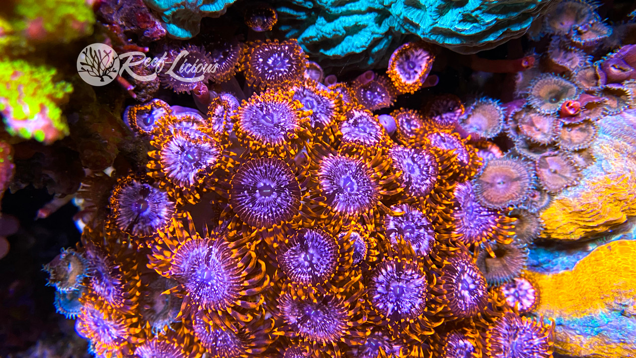 Utter Chaos Zoas ReefLicious