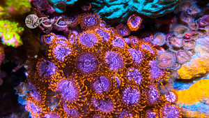 Utter Chaos Zoas