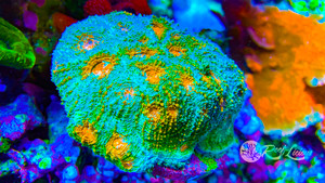 Mosaic Acan Echinata