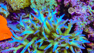 Ponape Birdnest Coral