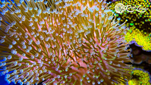 Umbrella Leather Coral