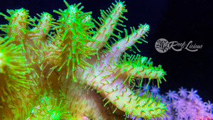 Neon Devil's Hand Leather Coral