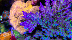 Purple Bonsai Acropora