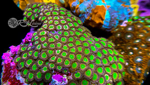 Pink Candy Apple Zoanthids