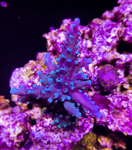 OG Oregon Tort Acropora - Reef-Licious