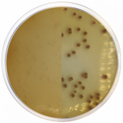 Chromogenic Agar Burkholderia Cepacia
