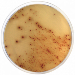 E. Coli O157:H7 Chromogenic Agar Base