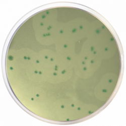 Listeria Chromogenic Agar Base according to Ottaviani and Agosti (ALOA) ISO